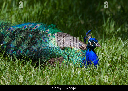 Peacock (Pavo cristatus) reposant dans l'herbe, Florida, USA Banque D'Images