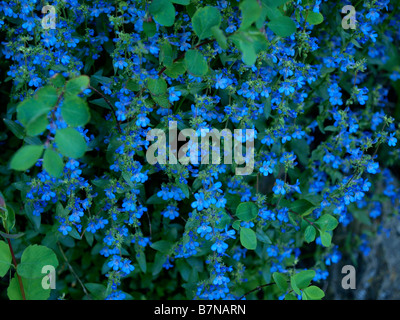 Petites fleurs bleu sur des vignes dans les bois de l'Utah. Banque D'Images