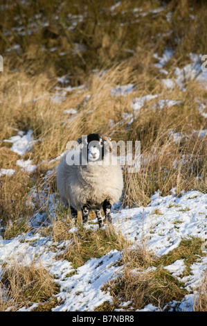 Brebis Swaledale dans parmi la neige et se précipite dans la région de pâturage rugueux Co Durham Angleterre Teesdale Banque D'Images