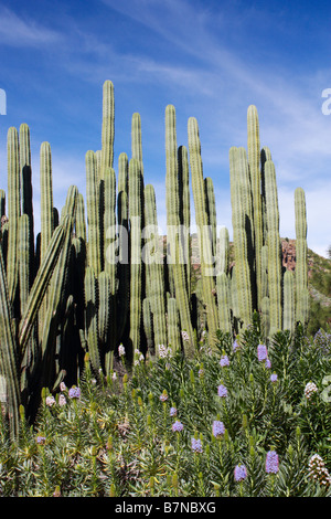 Echium Nervosum (nom local Tajinaste Azul) et cactus en Galera Beach près de Las Palmas de Gran Canaria. Banque D'Images