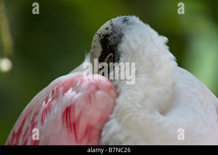 Roseate Spoonbill (Platalea ajaja) dormir, Florida, USA Banque D'Images