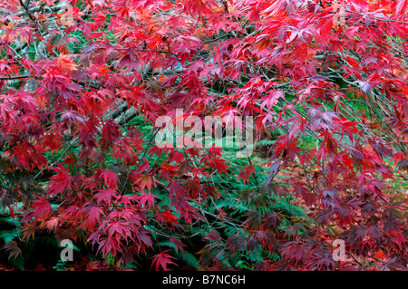 Acer palmatum couleur vibrante rouge arbre automne automne automne couleur couleur petit Banque D'Images