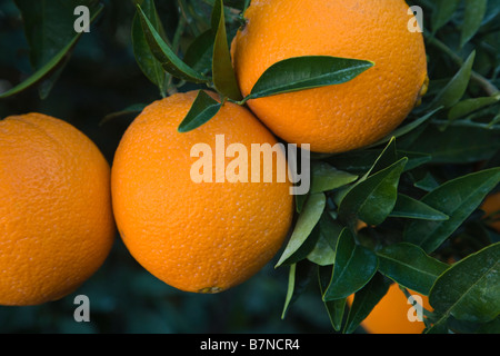 Les oranges navel mature 'Washington' variété hanging on branch Banque D'Images