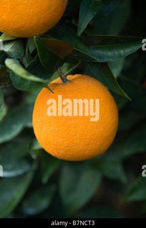 Orange Navel mature ''Washington' variété pendaison sur Branch. Banque D'Images