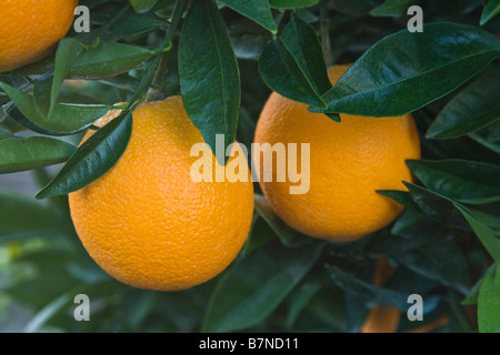 Les oranges navel mature 'Washington' variété pendaison sur Branch. Banque D'Images