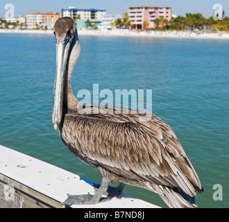 Pélican brun (Pelecanus occidentalis) sur la jetée, Estero Island, Fort Myers Beach, la Côte du Golfe, Florida, USA Banque D'Images