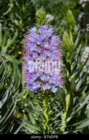 Echium Nervosum fleur en El Jardin Canario sur Gran Canaria. Nom local est Tajinaste Azul. Banque D'Images