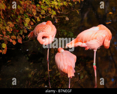 Trois flamants roses endormi debout dans l'eau au zoo du Bronx. Banque D'Images