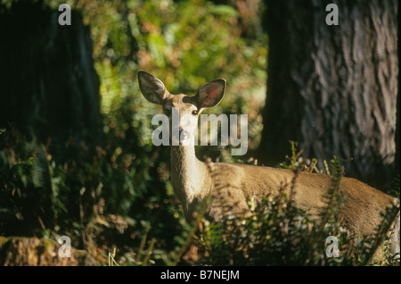 Un cerf de virginie précolombienne femelle ou biche dans la forêt de pluie Ho Olympic National Park, Washington, la péninsule Olympique. Banque D'Images