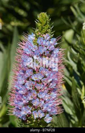 Echium Nervosum fleur en El Jardin Canario sur Gran Canaria. Nom local est Tajinaste Azul. Banque D'Images