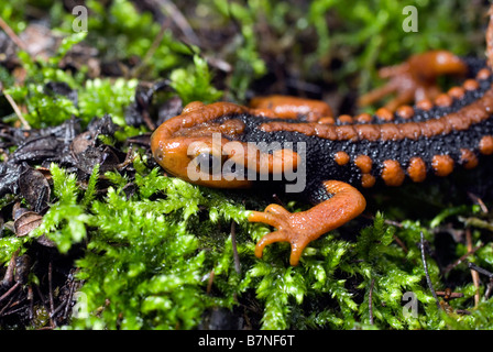 Newt Tylototriton plus hautes exigences Crocodile ( ) dans la province du Sichuan, en Chine. Banque D'Images