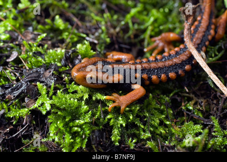 Newt Tylototriton plus hautes exigences Crocodile ( ) dans la province du Sichuan, en Chine. Banque D'Images