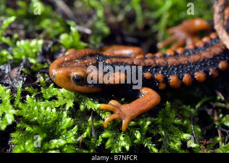 Newt Tylototriton plus hautes exigences Crocodile ( ) dans la province du Sichuan, en Chine. Banque D'Images