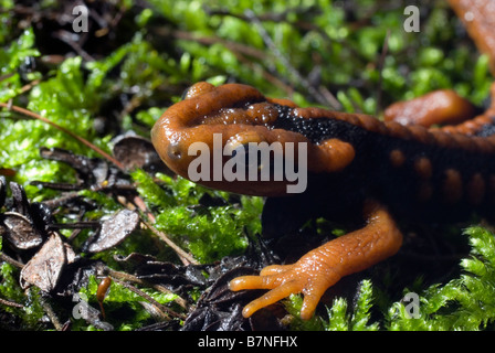 Newt Tylototriton plus hautes exigences Crocodile ( ) dans la province du Sichuan, en Chine. Banque D'Images