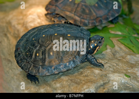 La Tortue ponctuée Clemmys guttata Tulsa Zoo Florida United States 5 immatures Décembre 10 semaines Emydidae Banque D'Images