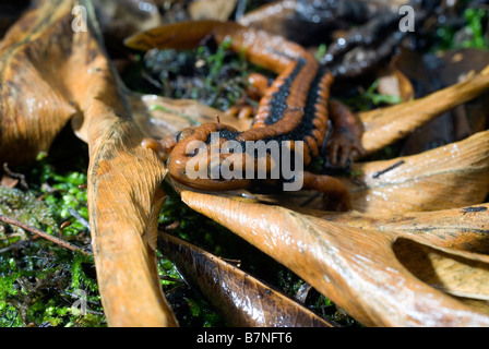 Newt Tylototriton plus hautes exigences Crocodile ( ) dans la province du Sichuan, en Chine. Banque D'Images