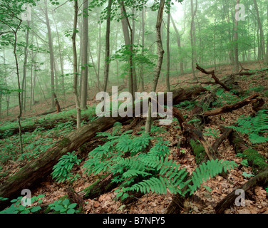 Jeune fille du nord (fougère cheveux Adiantum pedatum) et interrompue (Osmunda claytoniana fougère) dans la forêt ancienne, Iowa Banque D'Images