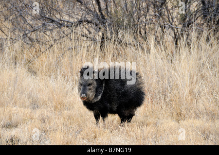 Javelina Tayassu tajacu pécari à collier Banque D'Images