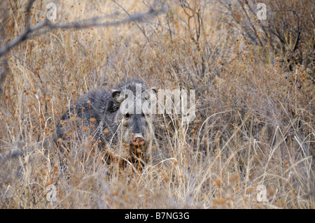 Javelina Tayassu tajacu pécari à collier Banque D'Images