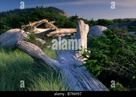 Bois flottant dans l'herbe côte Plage falaises d'Or Prairie Creek Redwoods State Park le comté de Humboldt EN CALIFORNIE Banque D'Images