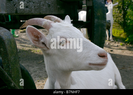 Fixant à une chèvre ferme pour enfants. Banque D'Images