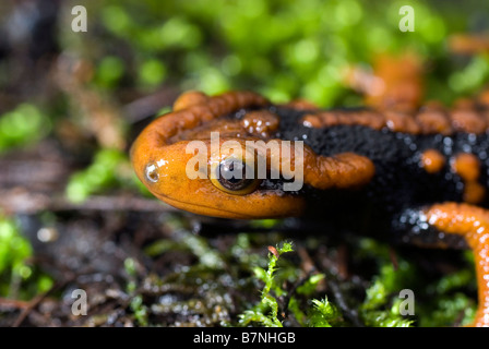 Newt Tylototriton plus hautes exigences Crocodile ( ) dans la province du Sichuan, en Chine. Banque D'Images