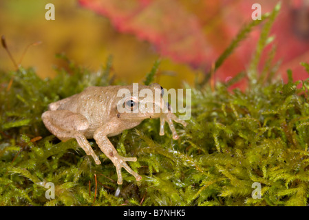 La rainette crucifère Pseudacris crucifer Tamarack Aitkin Comté Minnesota United States 13 septembre Hot Hylidae Banque D'Images