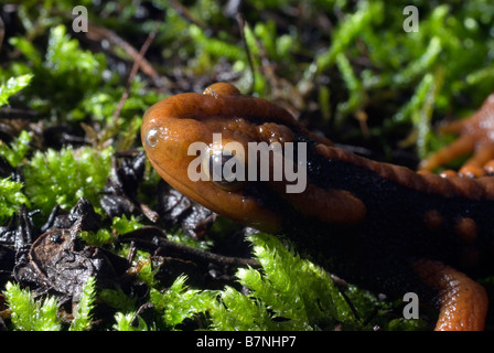 Newt Tylototriton plus hautes exigences Crocodile ( ) dans la province du Sichuan, en Chine. Banque D'Images