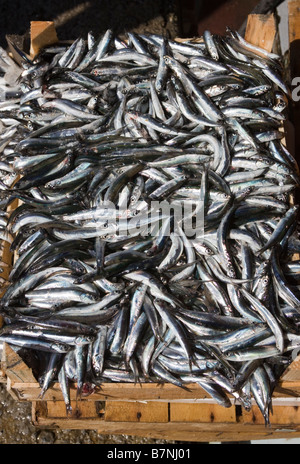 Les poissons fraîchement pêchés en vente Istanbul Turquie Banque D'Images