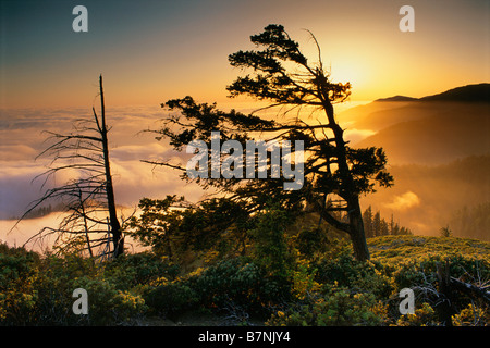 Arbre et banc de brouillard au coucher du soleil le long de la gamme King Lost Coast près de Shelter Cove Humboldt County en Californie Banque D'Images