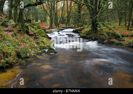 Golitha Falls, fleuve Fowey Cornwall à l'automne England UK Banque D'Images