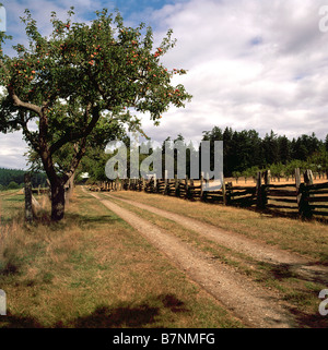 Country Lane sur ferme sur l'île Saltspring, sud des îles Gulf, en Colombie-Britannique, British Columbia, Canada Banque D'Images