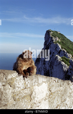 La mère et l'enfant Barbary Apes scène du belvédère sur l'ascension du rocher de Gibraltar Banque D'Images