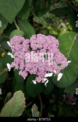 L'Hydrangea aspera. LACECAP. MACROPHYLLA. Banque D'Images