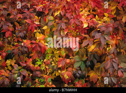 Couleurs d'automne du Parthenocissus quinquefolia Banque D'Images