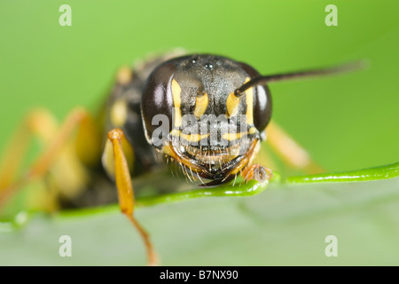 L'Digger Wasp reposant sur Leaf Banque D'Images