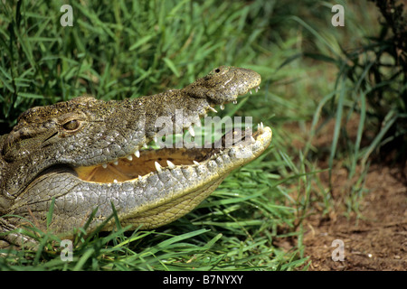 Le crocodile du Nil (Crocodylus niloticus), Femme transportant les jeunes à l'eau dans sa bouche Banque D'Images