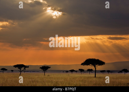 Afrique, Kenya, Masai Mara, district de Narok. La fin de l'après-midi la lumière dans le Masai Mara National Reserve du sud du Kenya. Banque D'Images