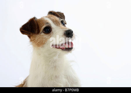 Jack Russell Terrier Banque D'Images