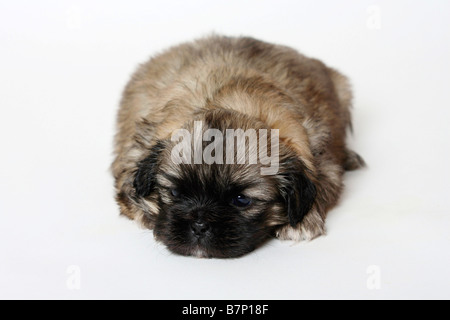 Tibetan Spaniel chiot 4 semaines Banque D'Images