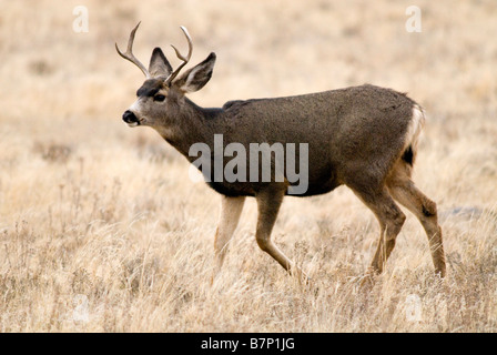 Le Cerf mulet Odocoileus hemionus Banque D'Images