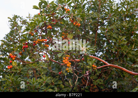 Branche de l'Arbre aux fraises Arbutus unedo montrant des fleurs blanches et des fruits orange rouge Péloponnèse, Grèce Banque D'Images