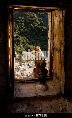 Colley chien regardant sur les lieux ci-dessous à travers une belle vieille porte de la chapelle en bois en Grèce Banque D'Images