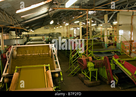 Usine à thé. Limuru, Kenya. Banque D'Images