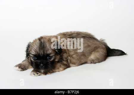 Tibetan Spaniel chiot 4 semaines Banque D'Images