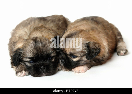 Tibetan Spaniel chiots 4 semaines Banque D'Images