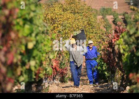 La récolte de vin dans la région viticole de Rioja, Espagne Banque D'Images