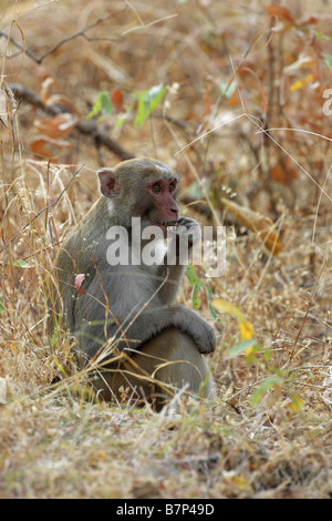 Singe macaque rhésus Macaca mulatta assis sur le sol dans la longue herbe manger de sa part Banque D'Images