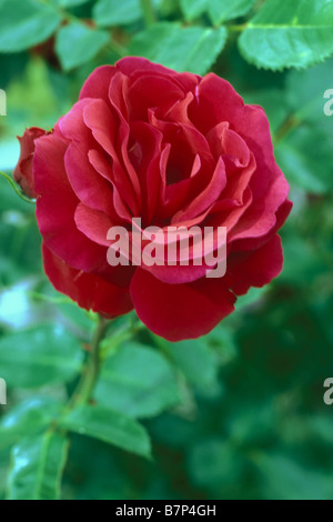 La ligne Rose (Rosa sp.), la variété : sympathie, fleur Banque D'Images