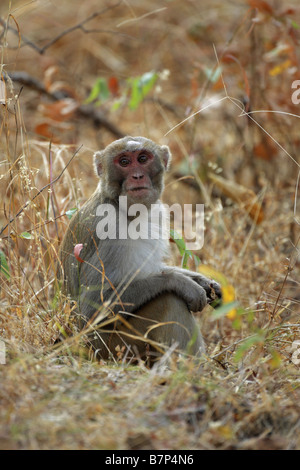 Singe macaque rhésus Macaca mulatta assis sur le sol dans l'herbe haute avec le contact avec les yeux Banque D'Images